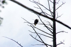 SONY DSC