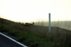SONY DSC