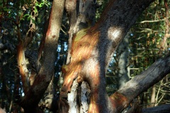 SONY DSC