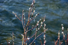 SONY DSC