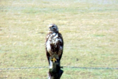 19990603-100