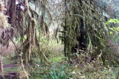 Minolta DSC