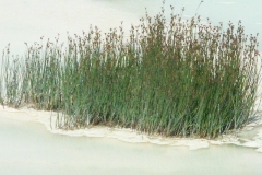 Minolta DSC