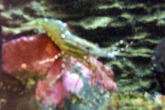 Minolta DSC