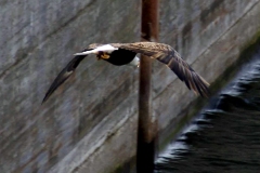20070308d-004