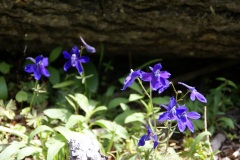 SONY DSC