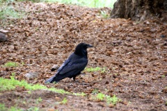 SONY DSC