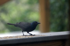 SONY DSC
