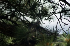 SONY DSC