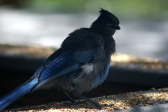 SONY DSC