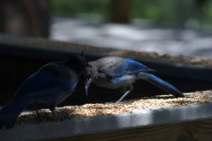 SONY DSC