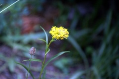 SONY DSC