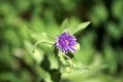 SONY DSC