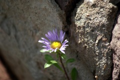 SONY DSC