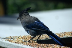 SONY DSC