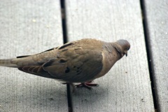 SONY DSC