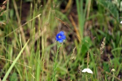 SONY DSC