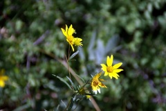 SONY DSC