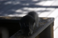 SONY DSC