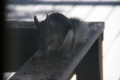 SONY DSC