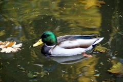 SONY DSC