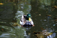 SONY DSC
