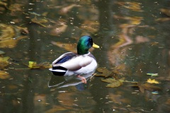 SONY DSC