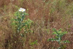 SONY DSC