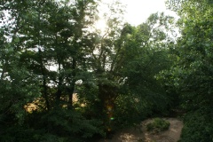 SONY DSC