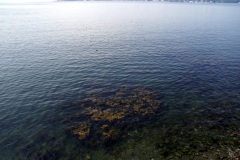 SONY DSC