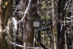 SONY DSC