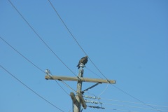 SONY DSC