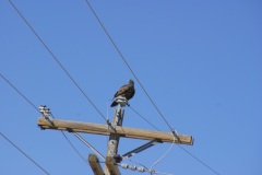 SONY DSC