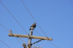 SONY DSC