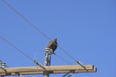 SONY DSC