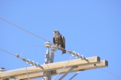 SONY DSC
