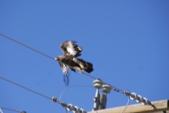 SONY DSC