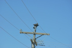 SONY DSC