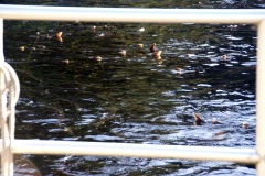 SONY DSC