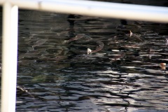 SONY DSC