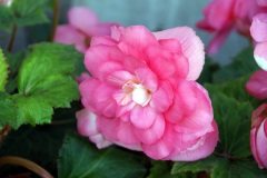 SONY DSC