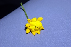 SONY DSC