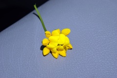 SONY DSC