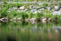 SONY DSC
