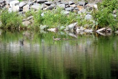 SONY DSC