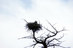 SONY DSC