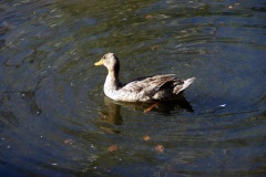 SONY DSC