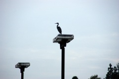 SONY DSC