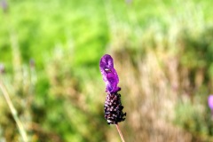 SONY DSC