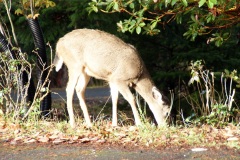 SONY DSC
